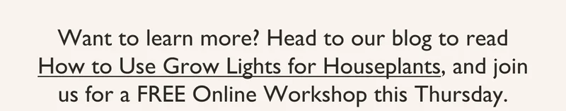 Want to learn more? Head to our blog to read How to Use Grow Lights for Houseplants, and join us for a FREE Online Workshop this Thursday!