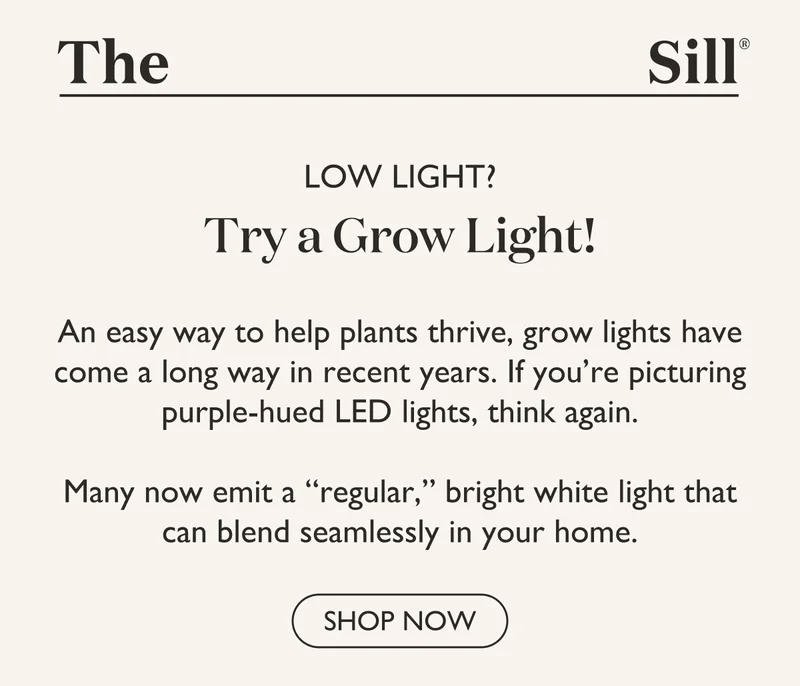 An easy way to help plants thrive, grow lights have come a long way in recent years. If you're picturing purple-hued LED lights, think again. Many now emit a "regular," bright white light that can blend seamlessly in your home.