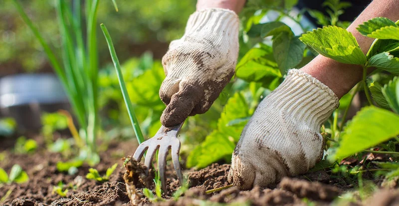 Gardening & Wellbeing - Article Image