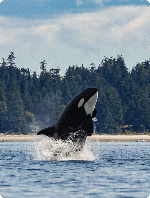 Image Description: An orca leaping out of the water in the Georgia Strait, just off the shores of Vancouver Island