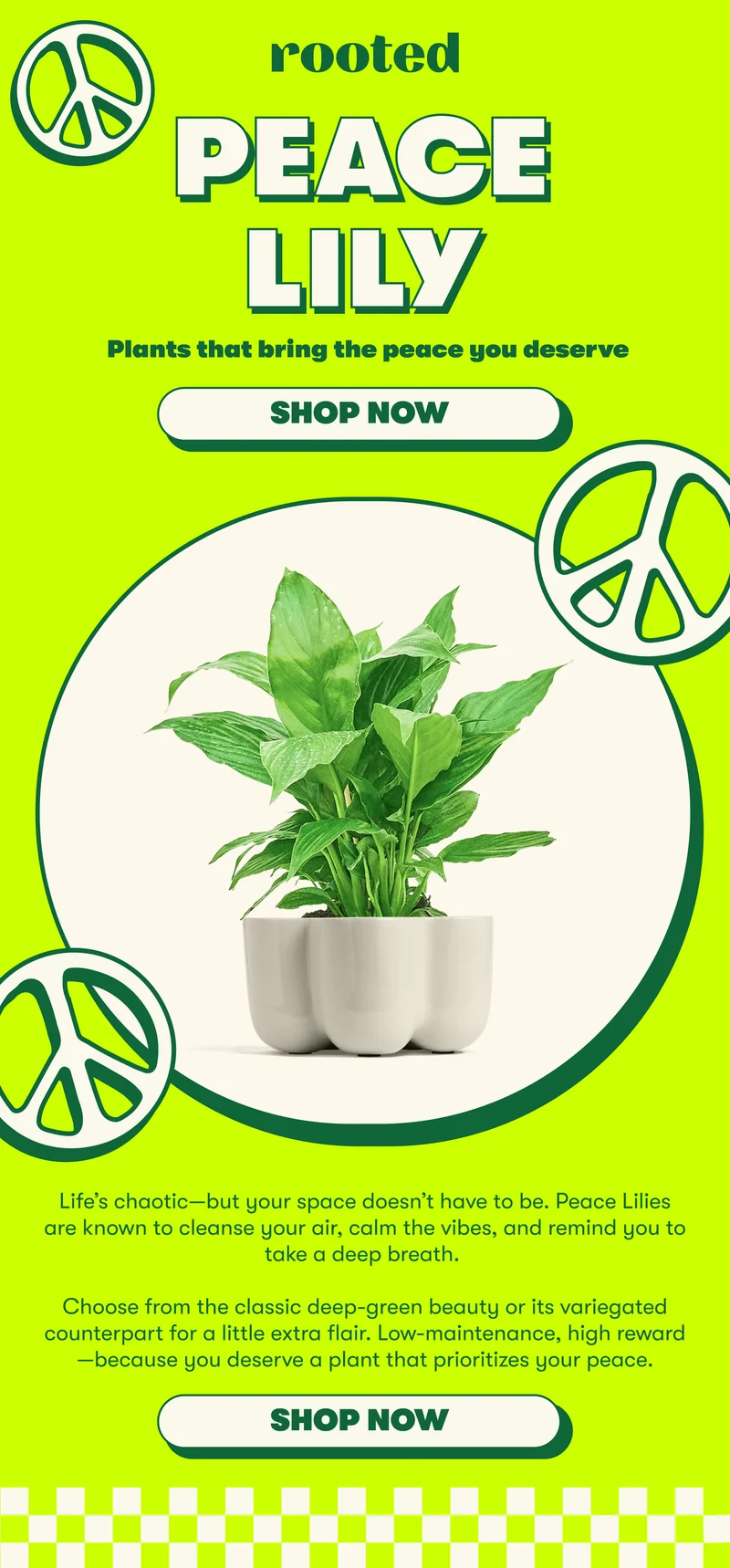 ROOTED | PEACE LILY Plants that bring the peace you deserve [SHOP NOW] Life’s chaotic—but your space doesn’t have to be. Peace Lilies are known to cleanse your air, calm the vibes, and remind you to take a deep breath.   Choose from the classic deep-green beauty or its variegated counterpart for a little extra flair. Low-maintenance, high reward—because you deserve a plant that prioritizes your peace. [SHOP NOW]
