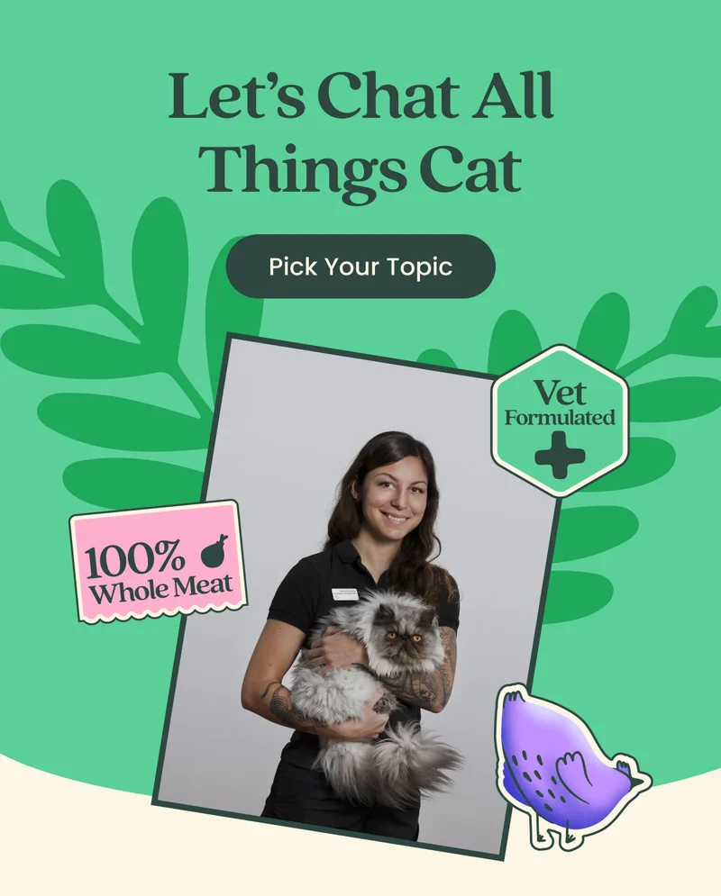 Let's Chat All Things Cat