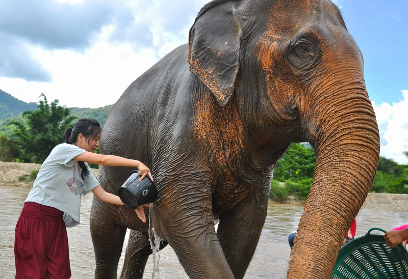 Elephant Nature Park, Chiang Mai, Thailand