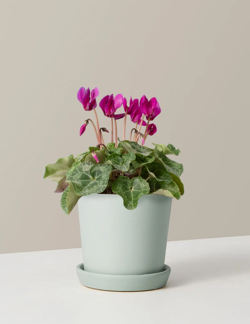 Image of Cyclamen
