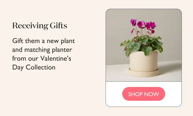Receiving Gifts: Gift them a new plant and matching planter from our Valentine's Day Collection.