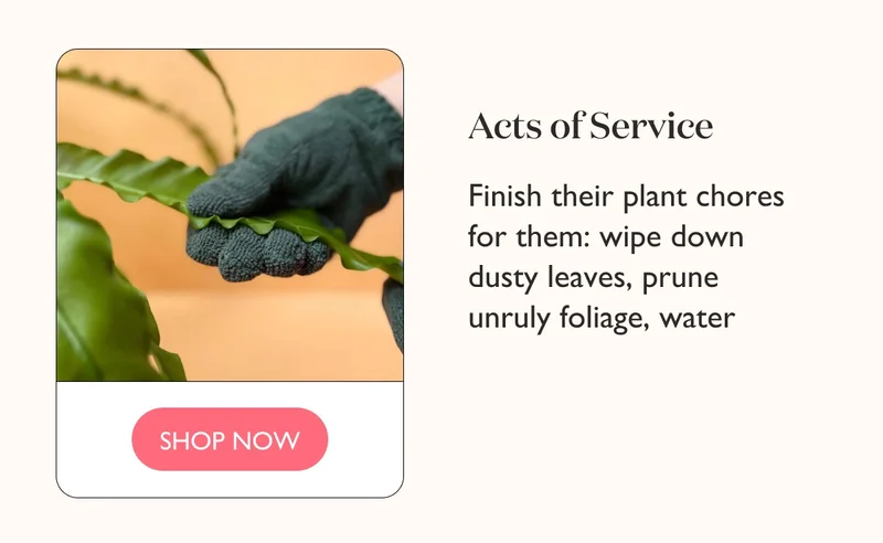 Acts of Service: Finish their plant chores for them: wipe down dusty leaves, prune unruly foliage, water.