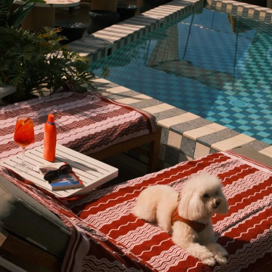 Dog by the pool