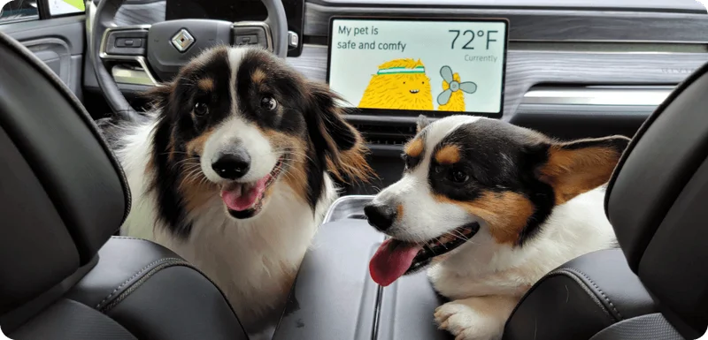 Pet Comfort