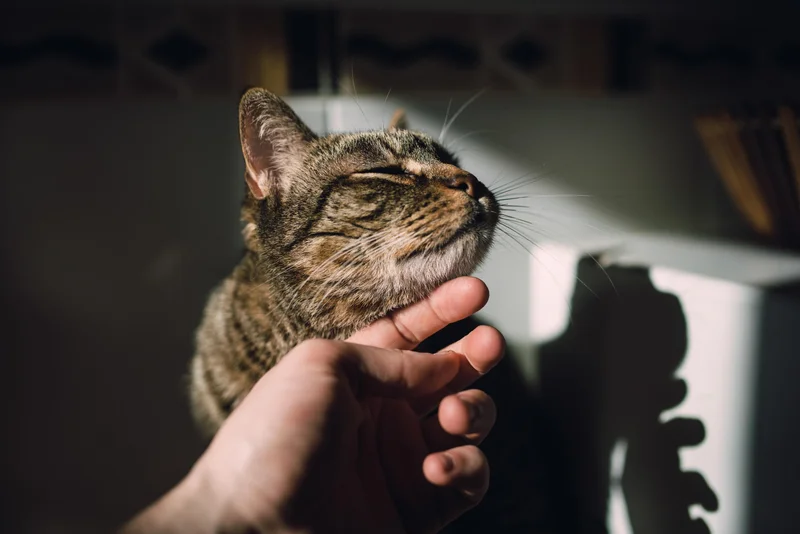 Pets of any kind have long been banned from the research base located on Antarctica, but a cat-loving group of scientists want to change that.