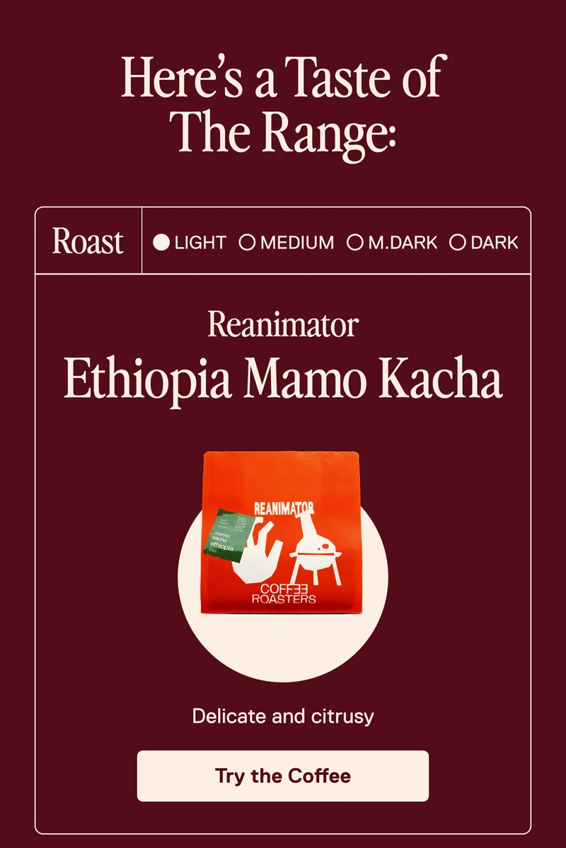Ethiopia Mamo Kacha