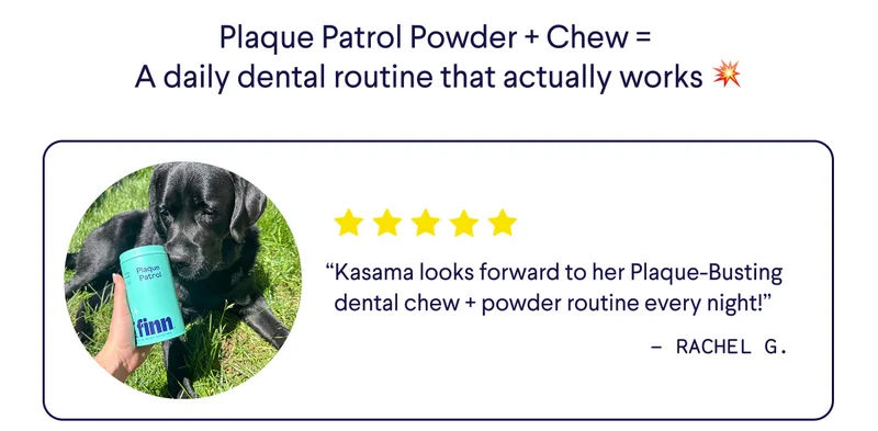 Plaque Patrol Powder + Chew =  A daily dental routine that actually works 💥 Review: “Kasama looks forward to her Plaque-Busting dental chew + powder routine every night!” –&nbsp;Rachel G. UGC image of labrador in the sun with a tin of the dental powder