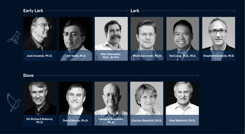 Early Lark | Lark | Dove