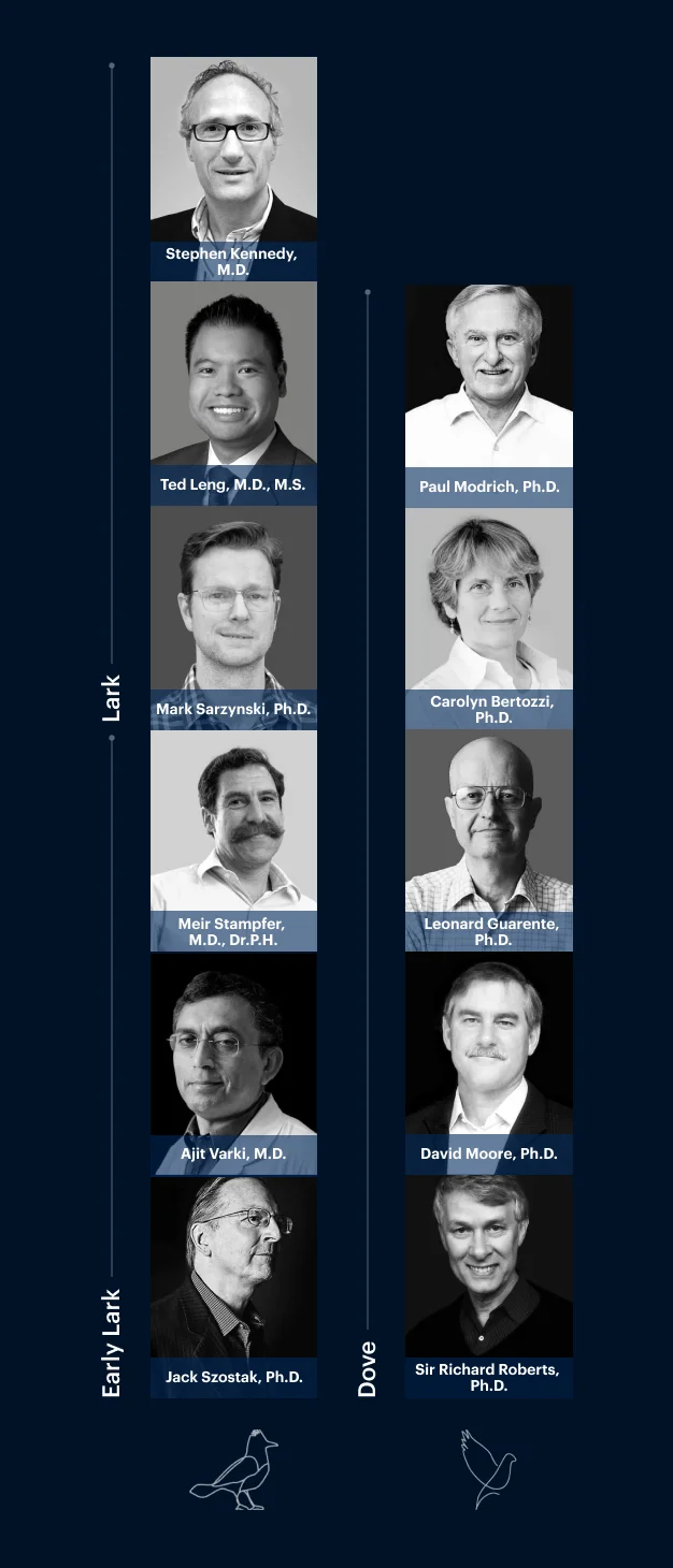 Early Lark | Lark | Dove