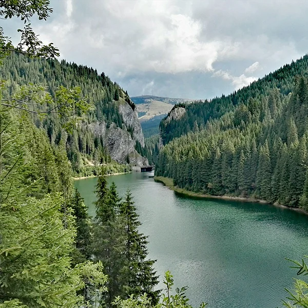 Romainian Forests