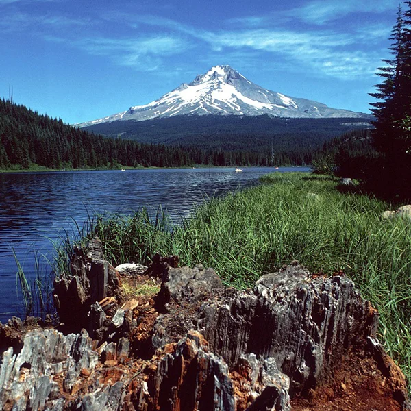 Oregon Forests
