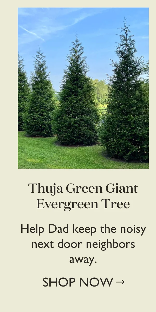 Thuja Green Giant Evergreen Tree
