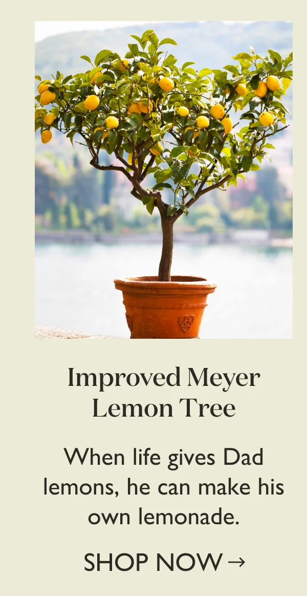 Improved Meyer Lemon Tree