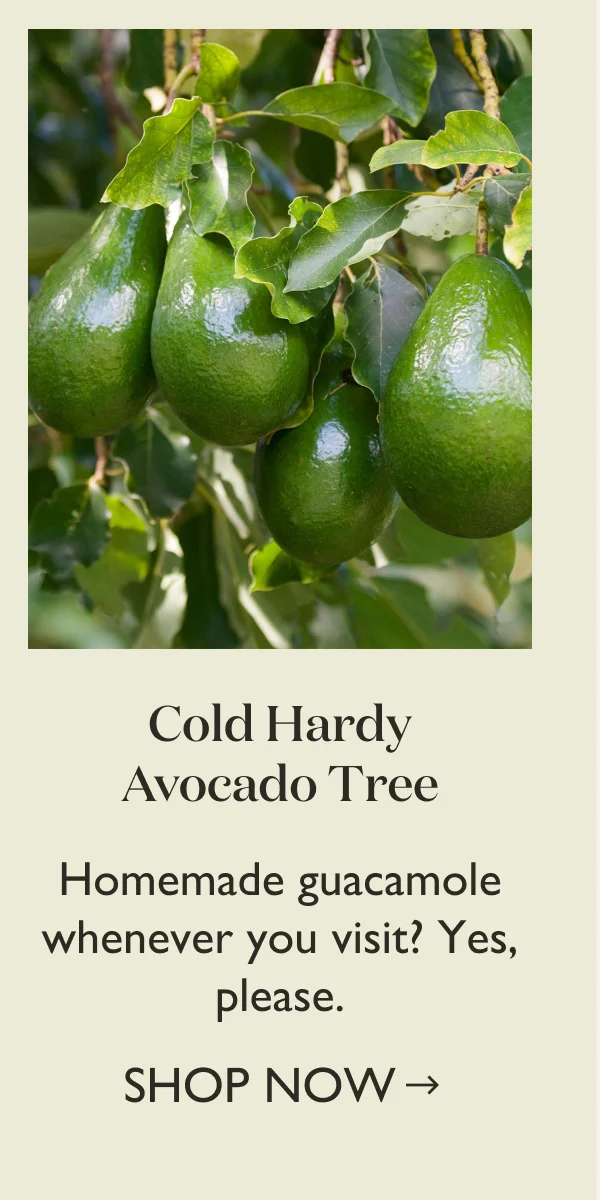 Cold Hardy Avocado Tree