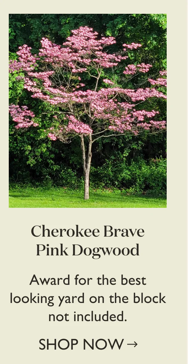 Cherokee Brave Pink Dogwood