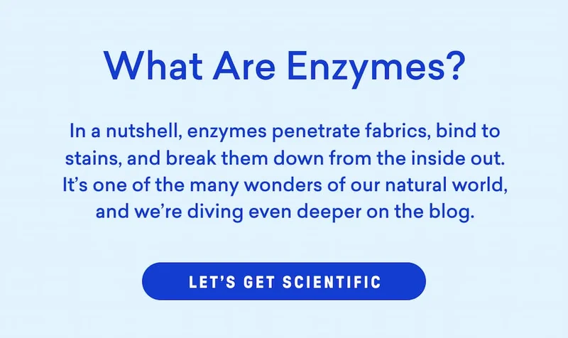 What exactly are enzymes?