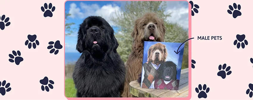 Male Two Pet Portrait