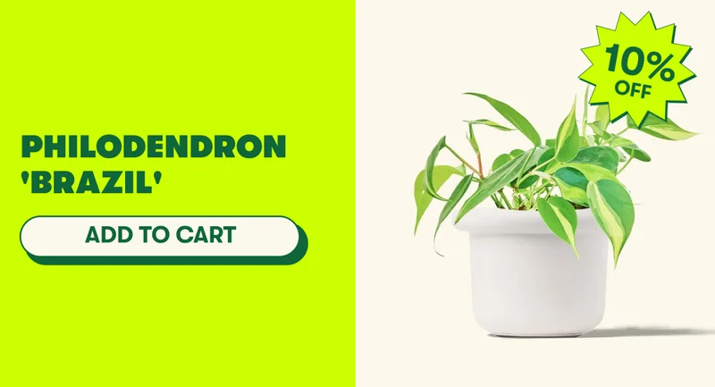 Philodendron 'Brazil' [ADD TO CART]