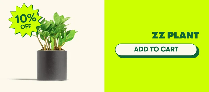 ZZ Plant  [ADD TO CART]