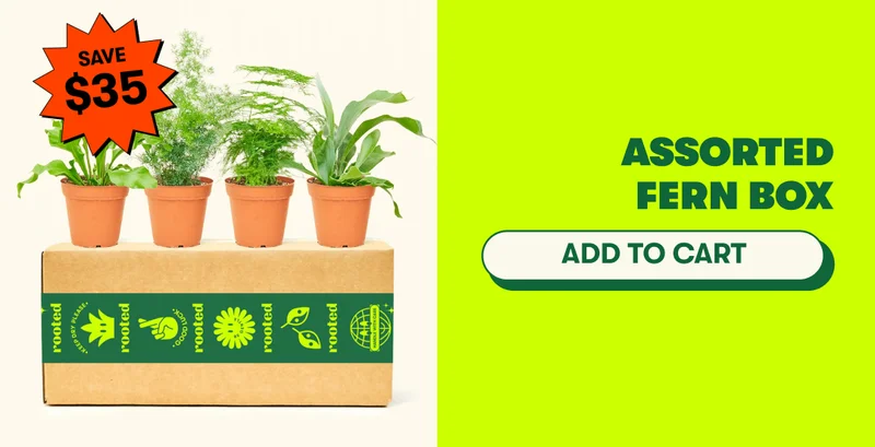 Assorted Fern Box [ADD TO CART]