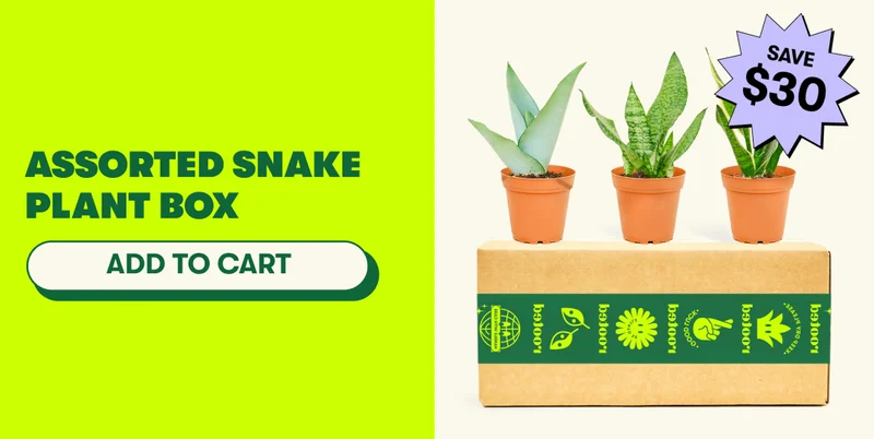 Assorted Snake Plant Box  [ADD TO CART]