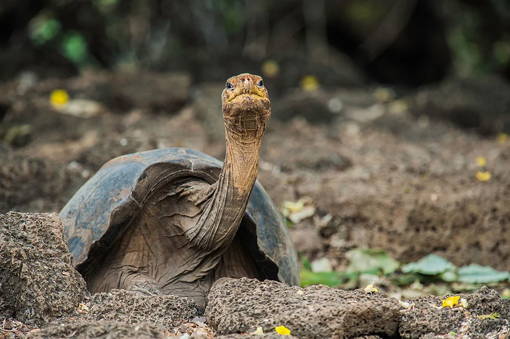 A tortoise looking at the camera standing on a rocky ground