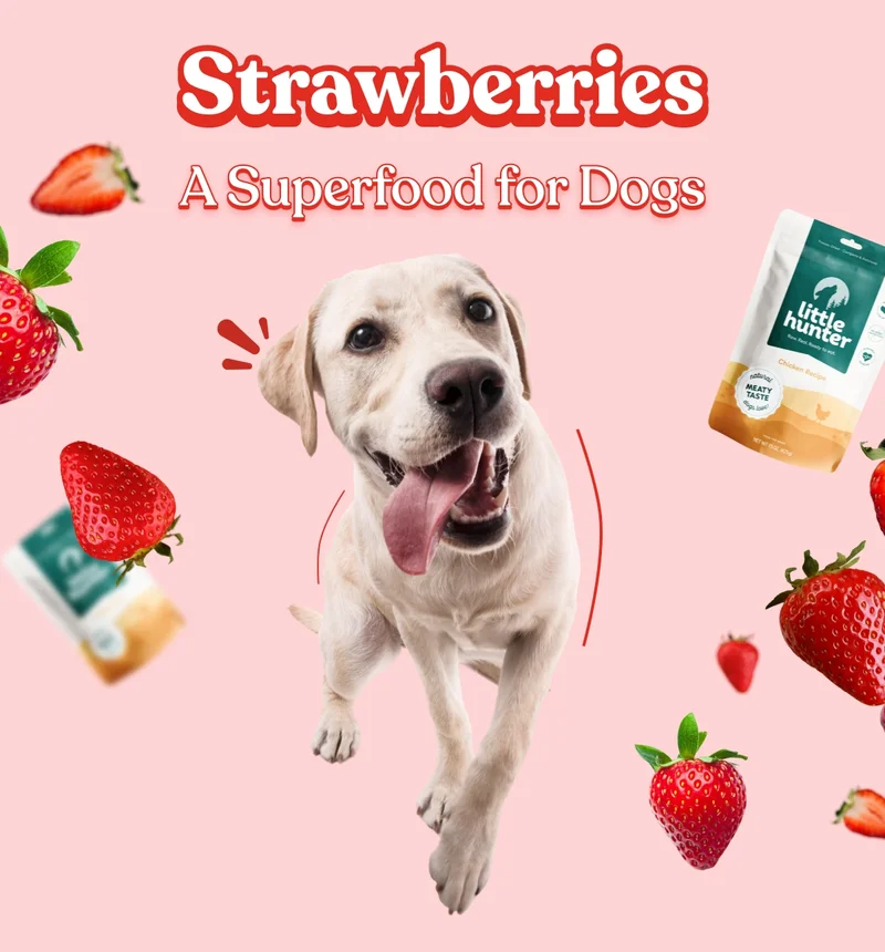 Strawberries, A superfood for dogs!