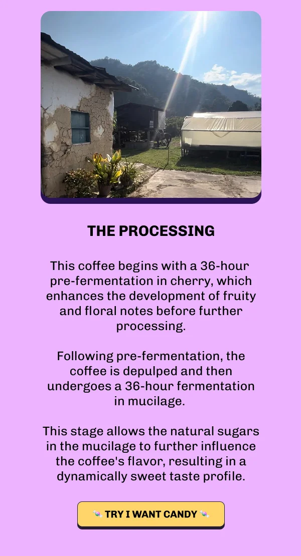 The Processing. Photo of the farm in Huila, Colombia. This coffee begins with a 36-hour pre-fermentation in cherry, which enhances the development of fruity and floral notes before further processing. Following pre-fermentation, the coffee is depulped and then undergoes a 36-hour fermentation in mucilage. This stage allows the natural sugars in the mucilage to further influence the coffee's flavor, resulting in a dynamically sweet taste profile. Button: Try I Want Candy.