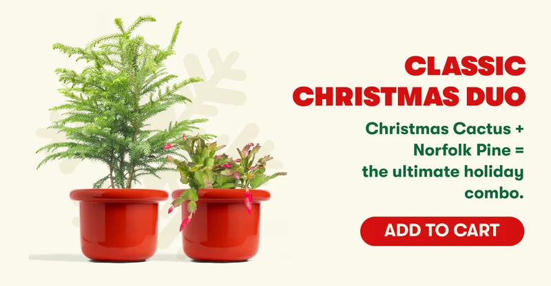 Classic Christmas Duo Christmas Cactus + Norfolk Pine = the ultimate holiday combo. [ADD TO CART]
