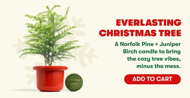 Everlasting Christmas Tree A Norfolk Pine + Juniper Birch candle to bring the cozy tree vibes, minus the mess. [ADD TO CART]