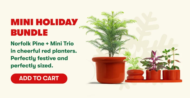 Mini Holiday Bundle Norfolk Pine + Mini Trio in cheerful red planters. Perfectly festive and perfectly sized.  [ADD TO CART]