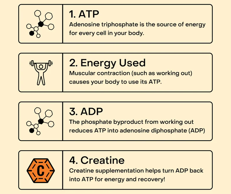 Creatine supplementation helps turn ADP back into ATP for energy and recovery!