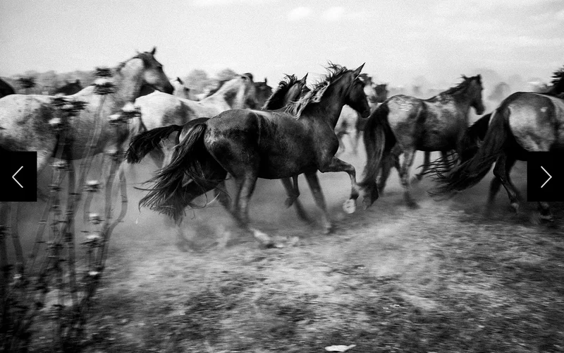 Herds of Marismeña mares and foals break into a gallop as they leave their enclosure. They are beginning the route out of southern Spain's Doñana National Park toward El Rocío, crossing the frame in a rush of bodies, tails, dust, and light.