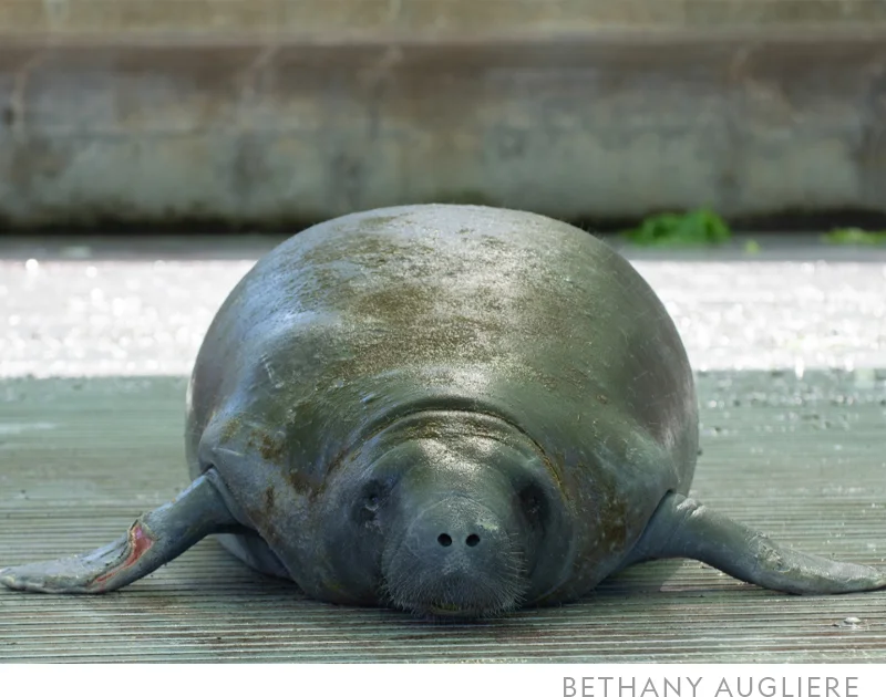 Following the rescue, Melby was taken to SeaWorld, where he was treated before being released in Melbourne, Florida.