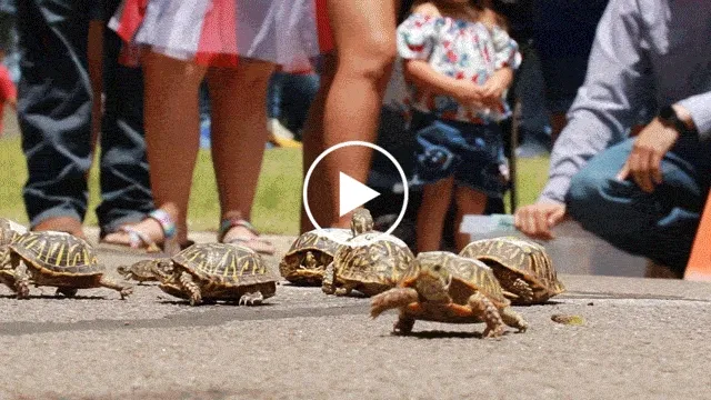 Turtle races survive in small towns like Laverne, Oklahoma.