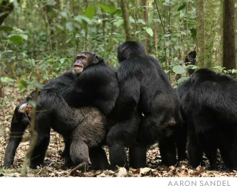 A chimpanzee community called Ngogo was unified until it fragmented and went to war with itself. In this image taken before the start of the conflict, a chimpanzee named Basie faces the camera as he joins an embrace with other adult males. Basie later died in an attack during the war that is still ongoing.