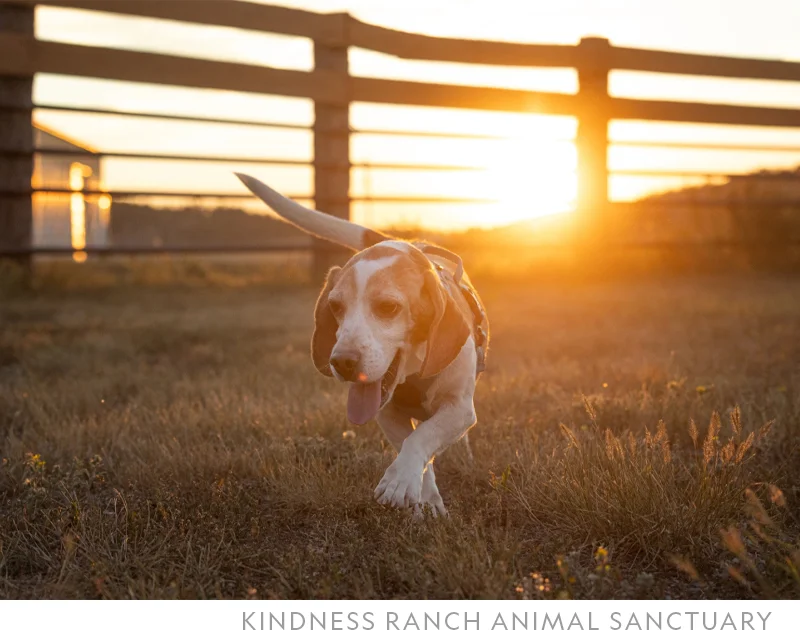 Callaway, a beagle retired from long-term flea and tick studies, ventures outside for the first time after arriving at Kindness Ranch Animal Sanctuary. The Wyoming-based organization finds homes for an average of 250 beagles, and a third as many cats, each year.