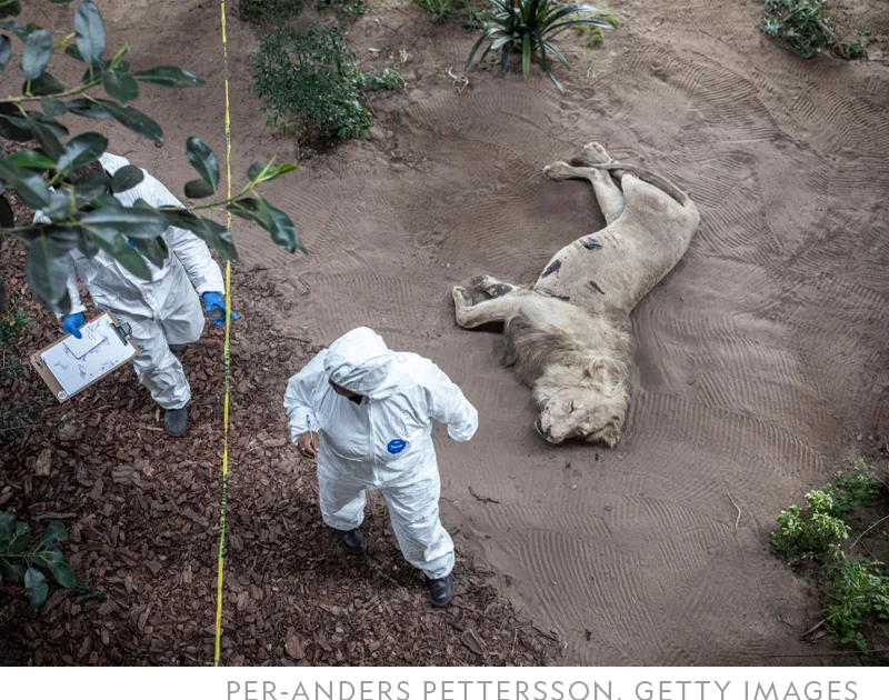 Students gather evidence at a simulated crime scene, including a mock-up lion carcass, while attending a weeklong course through the Wildlife Forensic Academy in Buffelsfontein, South Africa.