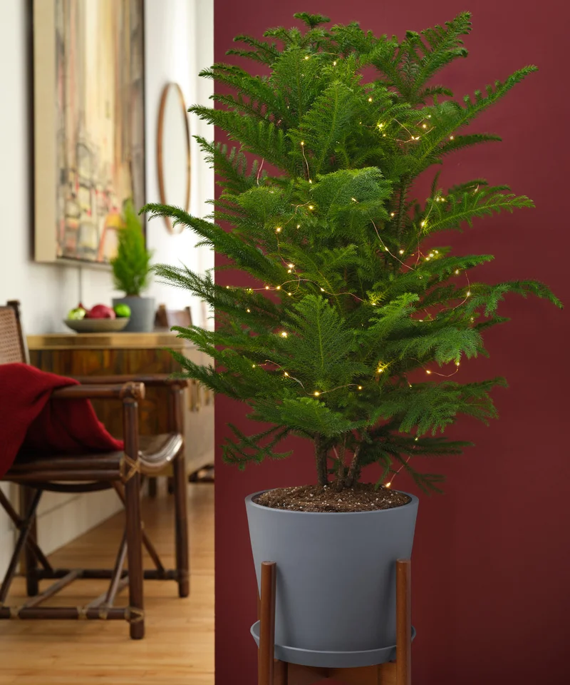 Image of Norfolk Pine