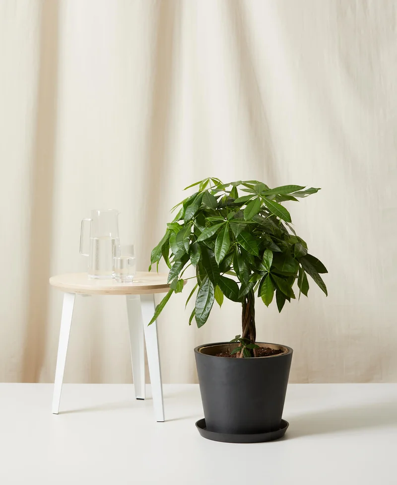 Image of Money Tree