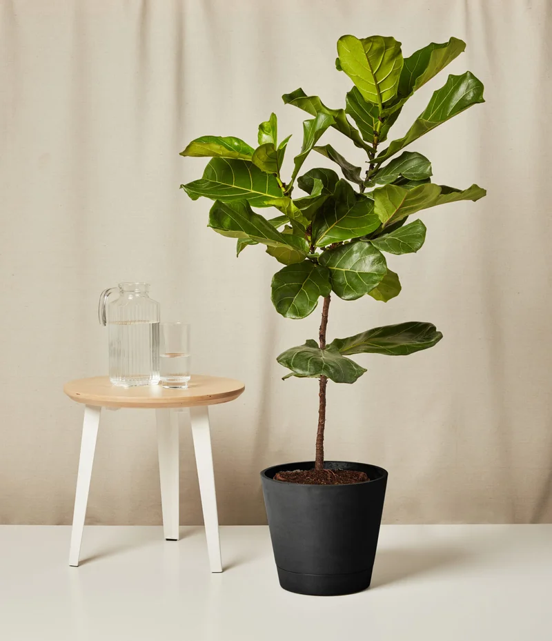 Image of Fiddle Leaf Fig