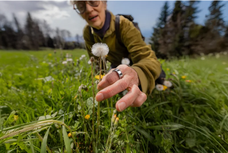 Person picking a dandelion in a field wearing Oura Ring