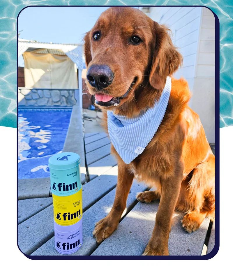 UGC image of Golden Retriever with a pool in the background and a stack of 3 Finn supplement tins next to it.