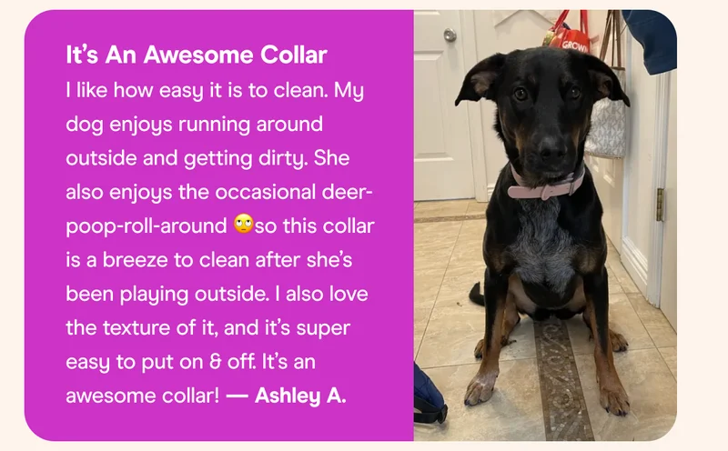 Collar Walk Kit