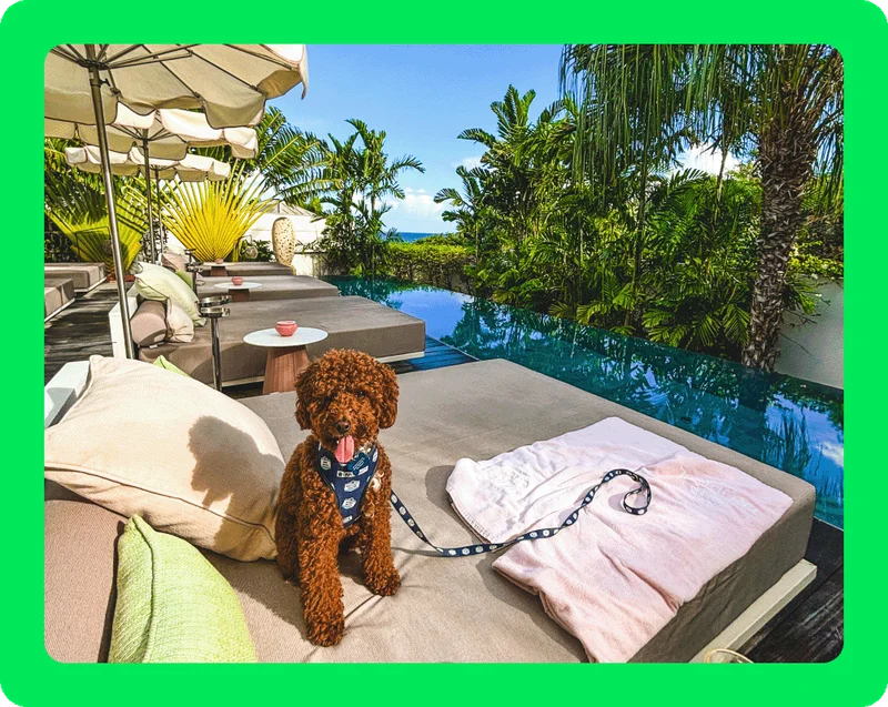 Image description: A brown curly-haired dog sits on a large lounge bed at a resort pool. Other empty lounge beds and lush green foliage can be seen in the background.