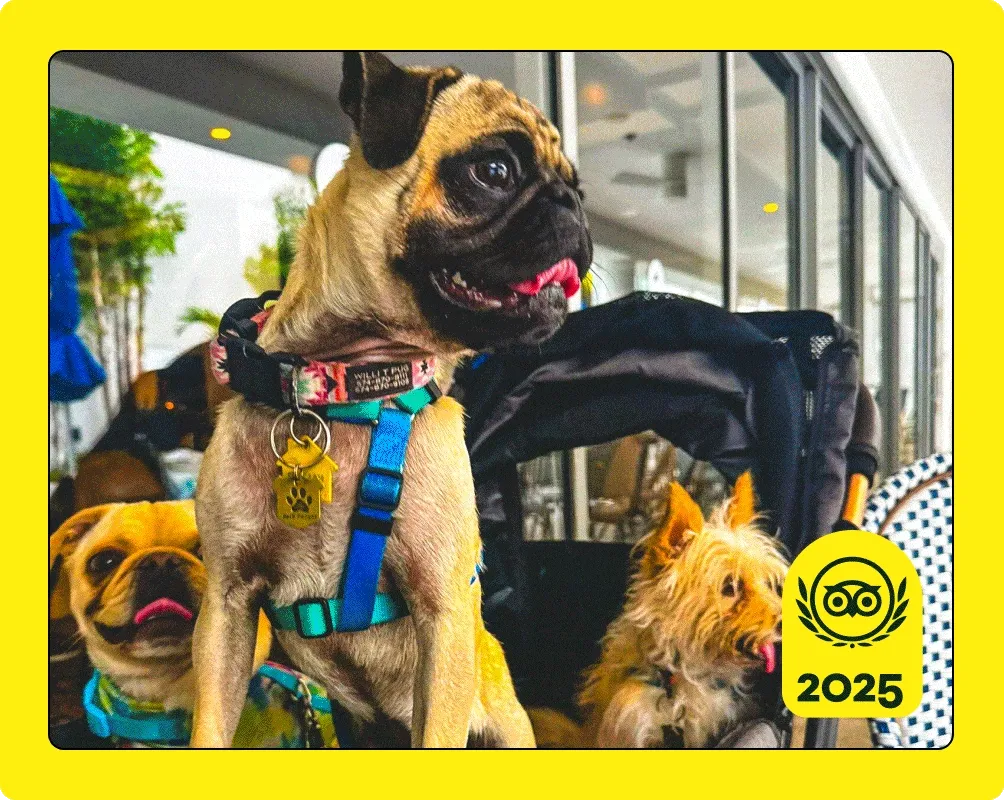 Image Description: Three dogs in a stroller, a cat at a table, and a couple smiling while holding a dog. A yellow 2025 Travelers’ Choice Awards Best of the Best badge is on the bottom right corner of each image.